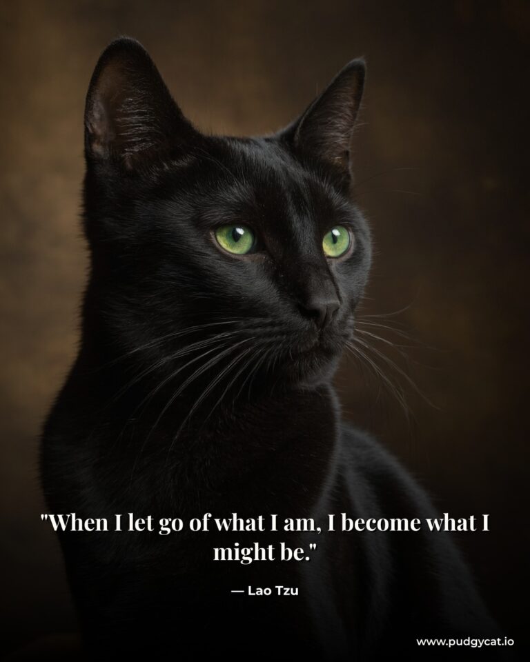 When I let go of what I am, I become what I might be. Lao Tzu