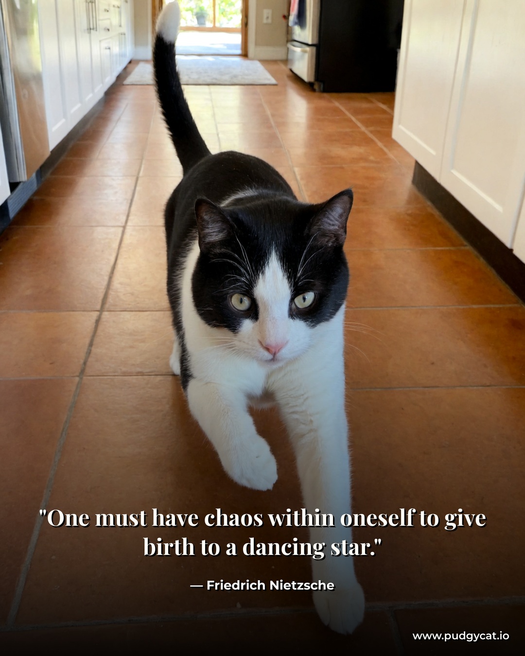 One must have chaos within oneself to give birth to a dancing star. Friedrich Nietzsche