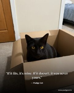 If it fits, it's mine. If it doesn't, it was never yours. Pudgy Cat