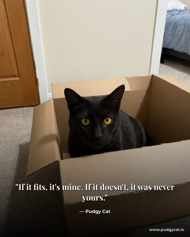 If it fits, it's mine. If it doesn't, it was never yours. Pudgy Cat